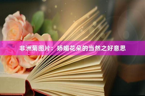 非洲菊图片：娇媚花朵的当然之好意思